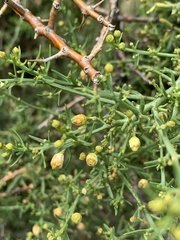 Thesium triflorum