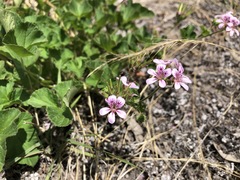 Pelargonium littorale
