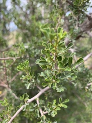 Searsia burchellii
