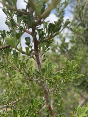 Searsia burchellii