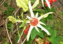 Passiflora aurantia samoensis