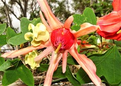 Passiflora aurantia samoensis