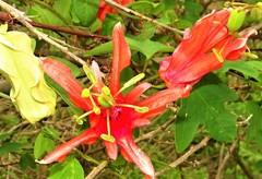 Passiflora aurantia samoensis