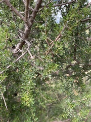 Searsia burchellii