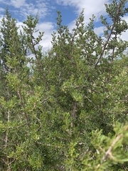 Searsia burchellii