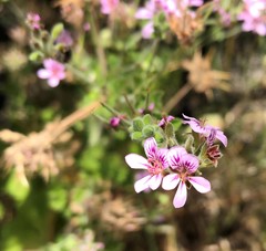 Pelargonium littorale