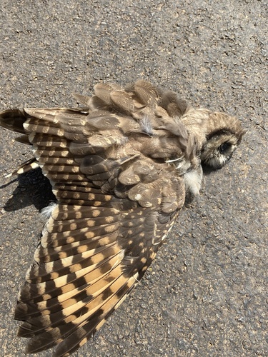 Marsh Owl (Asio capensis), photo 10
