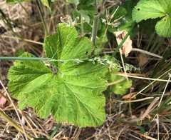 Pelargonium littorale