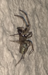 Enoplognatha mandibularis