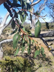 Eucalyptus coccifera