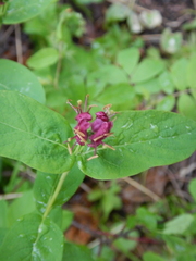 Lonicera chamissoi