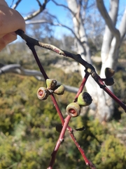 Eucalyptus coccifera