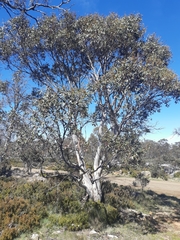 Eucalyptus coccifera