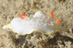 Diaphorodoris