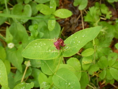 Lonicera chamissoi