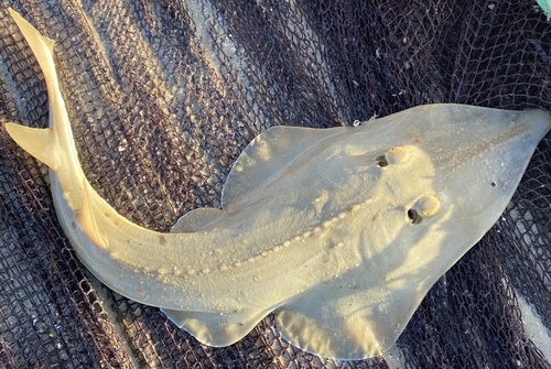 Blackchin guitarfish (Glaucostegus cemiculus) — Glaucostegidae — 3