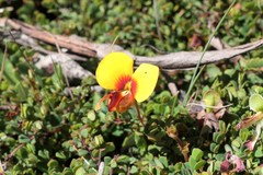 Bossiaea cordigera