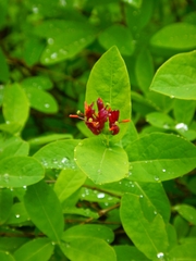 Lonicera chamissoi