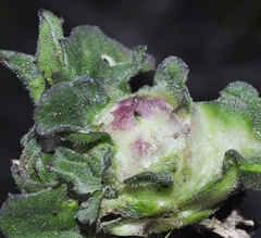 Isocolus lichtensteini