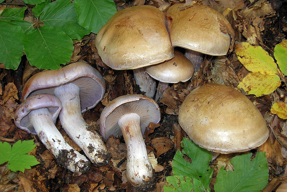 big bellied webcap