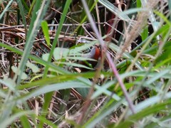 Sinosuthora alphonsiana