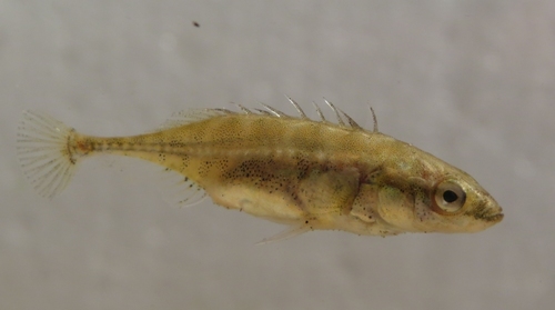 Southern Nine-spined Stickleback