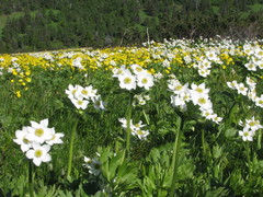 Anemonastrum biarmiense