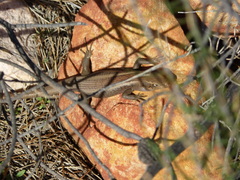 Liopholis personata