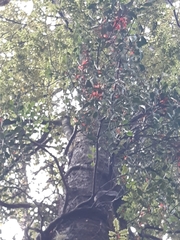 Peraxilla tetrapetala