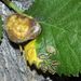 Elm-mint Gall Aphid - Photo (c) faluke, some rights reserved (CC BY-NC), uploaded by faluke