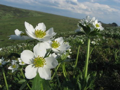 Anemonastrum biarmiense
