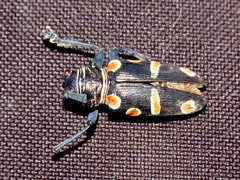 Zographus oculator