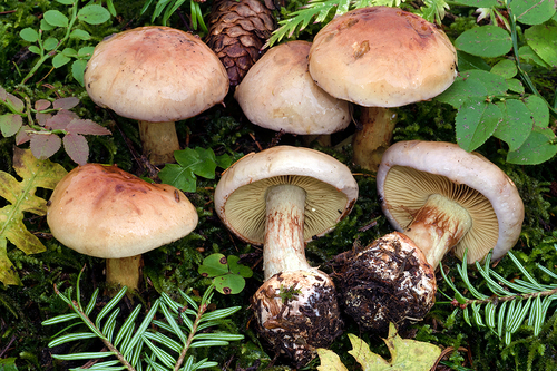 Calonarius odorifer
