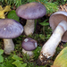 Cortinarius salor - Photo (c) Federico Calledda, some rights reserved (CC BY-NC), uploaded by Federico Calledda