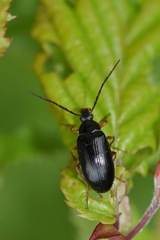 Gonodera luperus