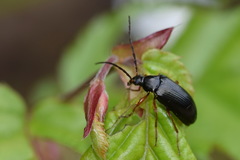 Gonodera luperus