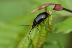 Gonodera luperus