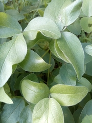 Bituminaria bituminosa