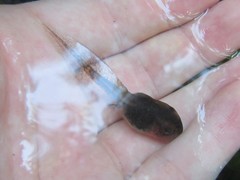 Ranoidea caerulea