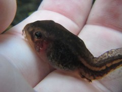 Ranoidea caerulea