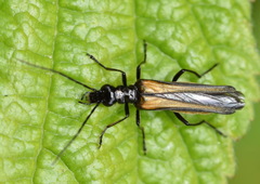 Oedemera pthysica