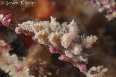 Kabeiro rubroreticulata