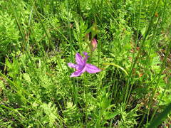 Calopogon tuberosus