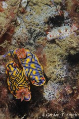 Hypselodoris kanga