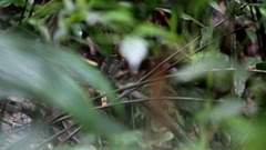Conopophaga castaneiceps