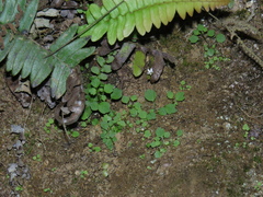 Wimmerella pygmaea