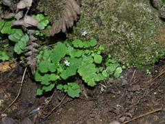 Wimmerella pygmaea