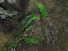 Blechnum australe australe