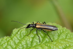 Oedemera pthysica