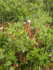Salix fuscescens